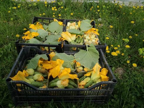 verdure fresche bio spesa a domicilio