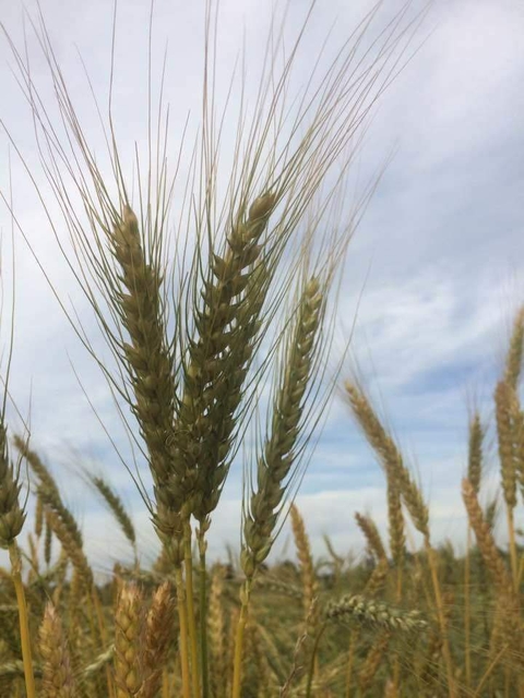 Scopri di più sull'articolo Grano antico fa buon glutine?
