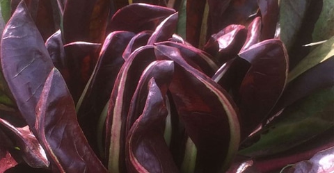 Al momento stai visualizzando Perché scegliere il biologico